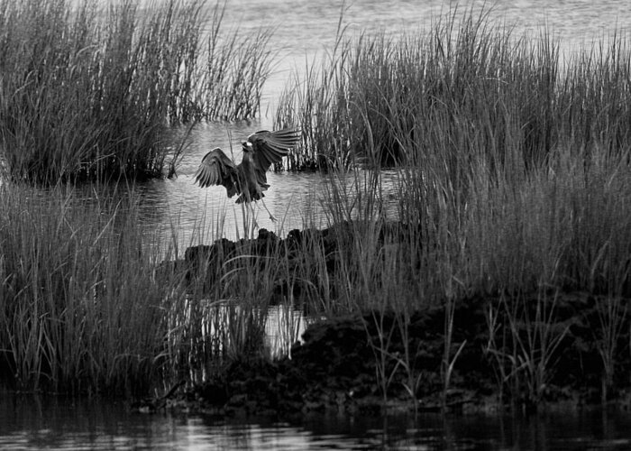 Bird Greeting Card featuring the photograph Heron and Grass in B/W by William Selander