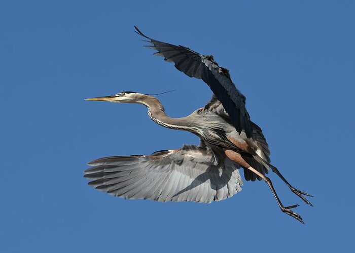 Great Blue Heron Greeting Card featuring the photograph Heron Fly By 3 by Fraida Gutovich
