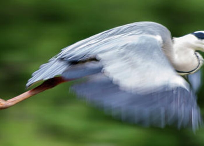 Animal Greeting Card featuring the photograph Heron Flying Wings Down by Scott Lyons