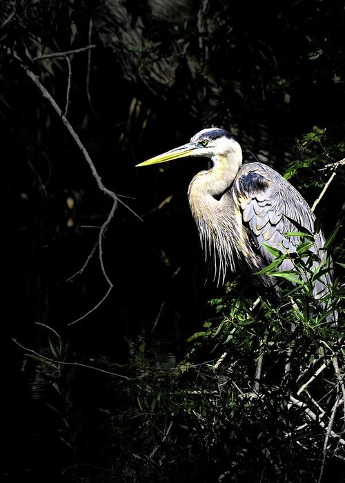 Heron Greeting Card featuring the photograph Heron in Dark by Stoney Lawrentz