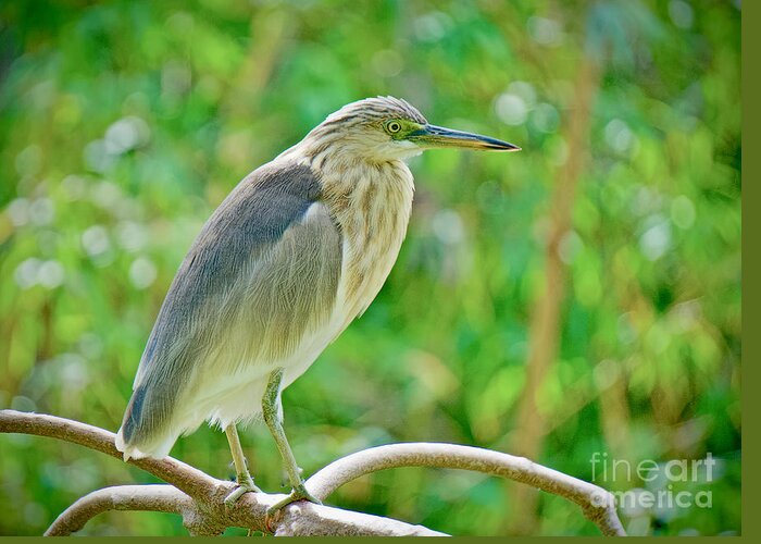 Everglades Greeting Card featuring the photograph Heron on the Edge by Judy Kay