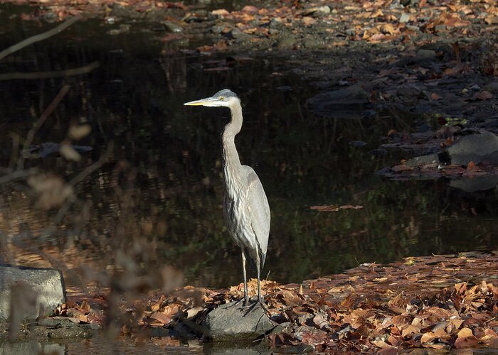 Birds Greeting Card featuring the photograph Heron by Paul Ross