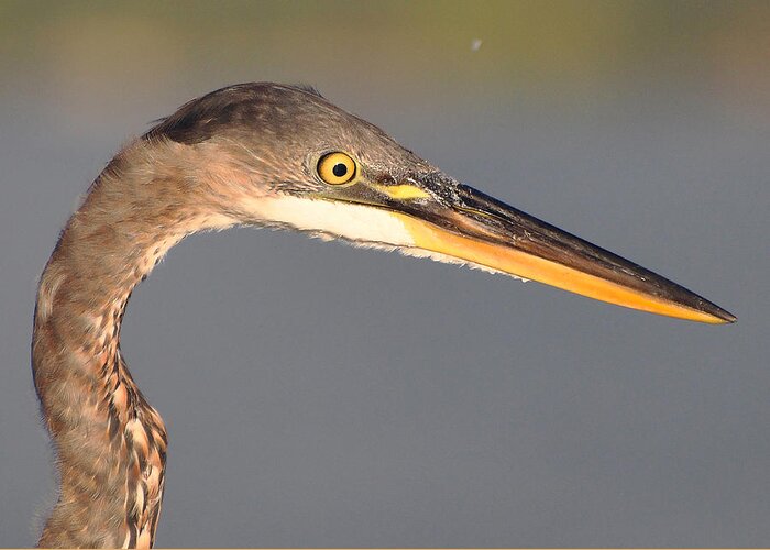 Great Blue Heron Greeting Card featuring the photograph Heron Profile by Carl Olsen