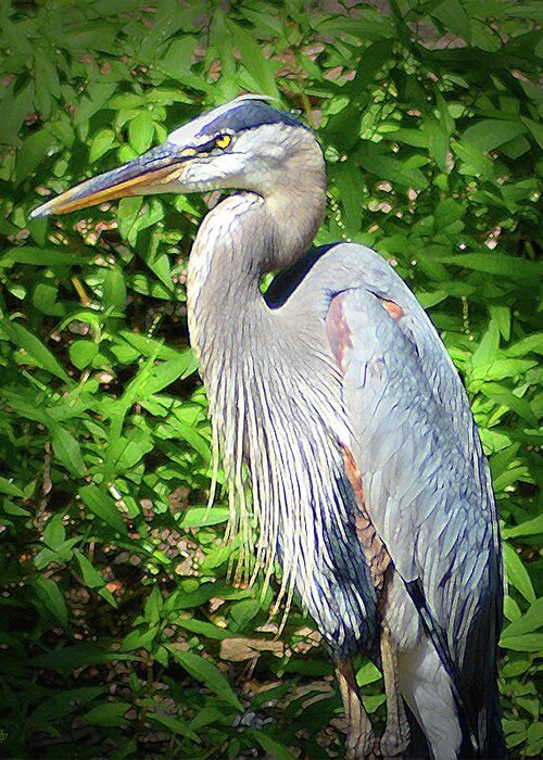 Heron Greeting Card featuring the digital art Blue Heron with an Attitude by Kathy Kelly