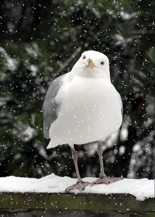 Seagulls Greeting Card featuring the photograph Herring Gull In Snow by Joyce StJames