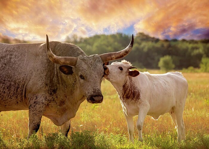 Longhorn Greeting Card featuring the photograph Hey Dad Who Are Those People by Toni Hopper