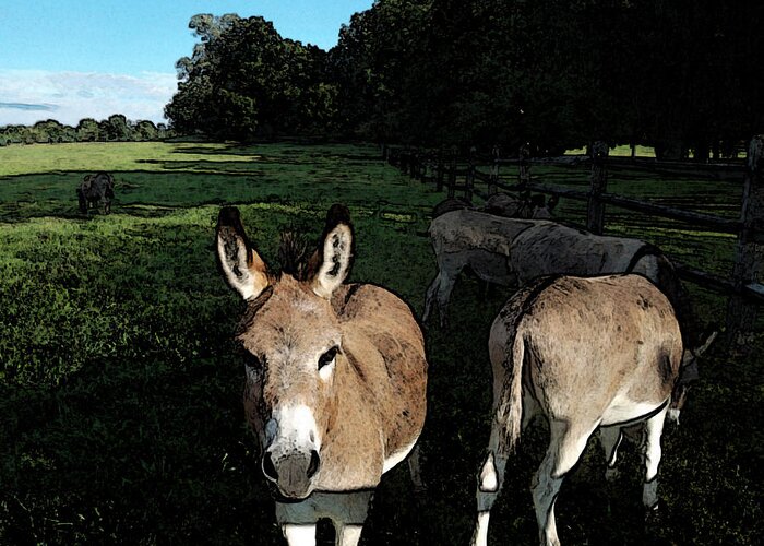 Donkeys Greeting Card featuring the photograph Hey There by Susan Esbensen