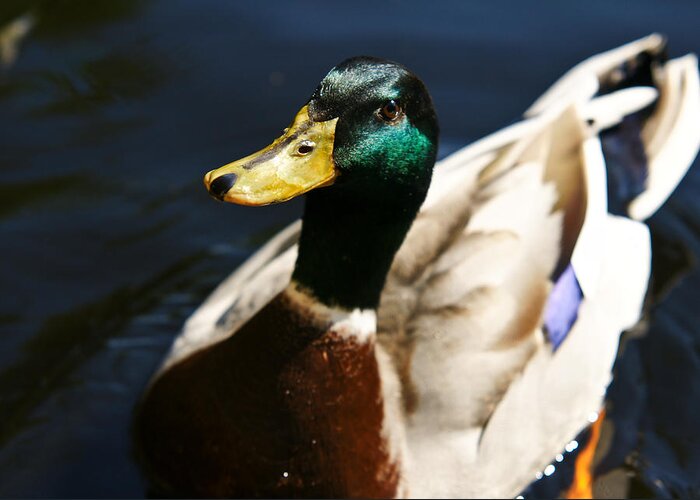 Duck Greeting Card featuring the photograph Hi by Edward Myers