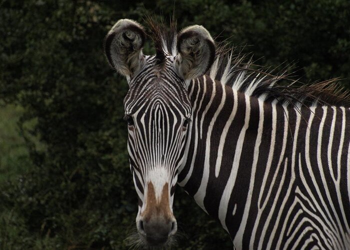 Animals Greeting Card featuring the photograph Hi Zebra by Richard Denyer