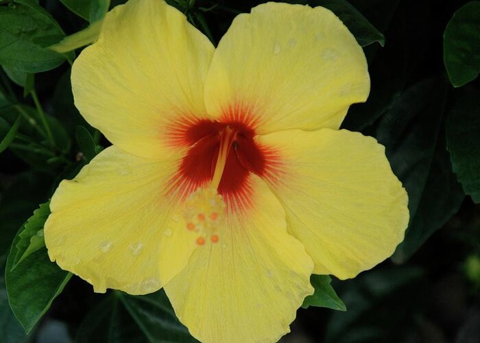 Flower Greeting Card featuring the photograph Sun Lover Hibiscus by Adele Aron Greenspun