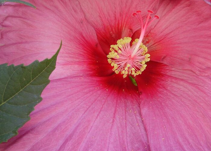Hibiscus Greeting Card featuring the photograph Hibiscus by Anjel B Hartwell