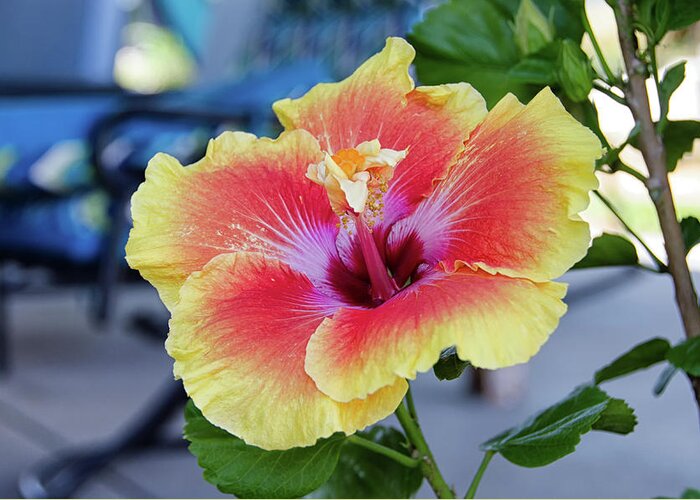 Hibiscus Greeting Card featuring the digital art Hibiscus bloom on the patio by Debra Baldwin