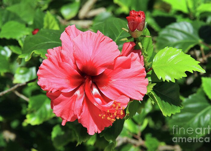 Flower Greeting Card featuring the photograph Hibiscus Blossom and Bud by Teresa Zieba