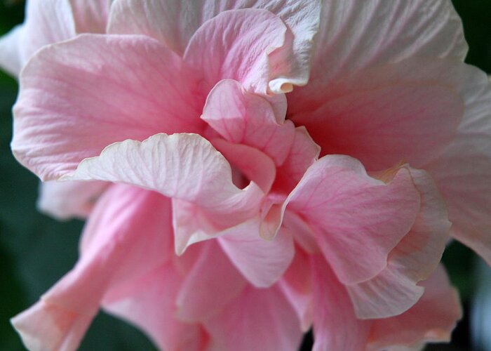 Flower Greeting Card featuring the photograph Hibiscus by Douglas Pike