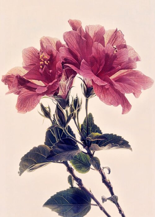 Hibiscus Greeting Card featuring the photograph Hibiscus Heaven by Leda Robertson