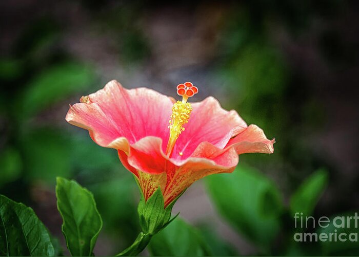 Michelle Meenawong Greeting Card featuring the photograph Hibiscus rosa sinensis by Michelle Meenawong