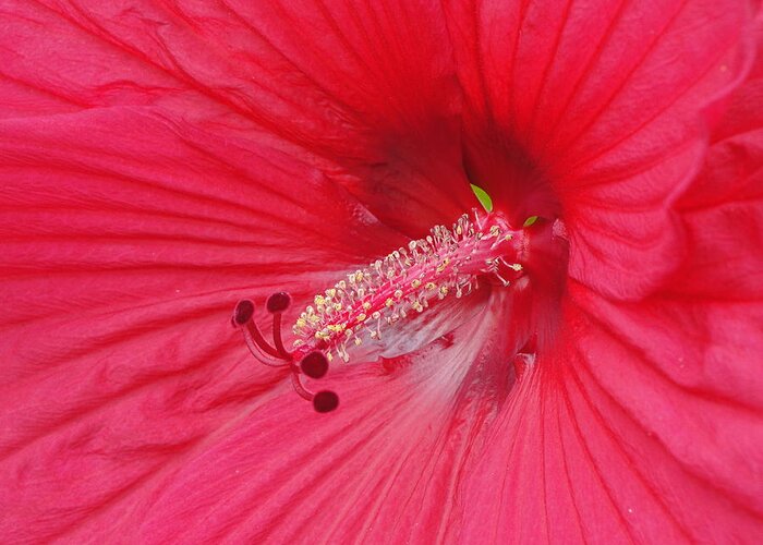 Flower Greeting Card featuring the photograph Hibiscus Seduction by Mafalda Cento