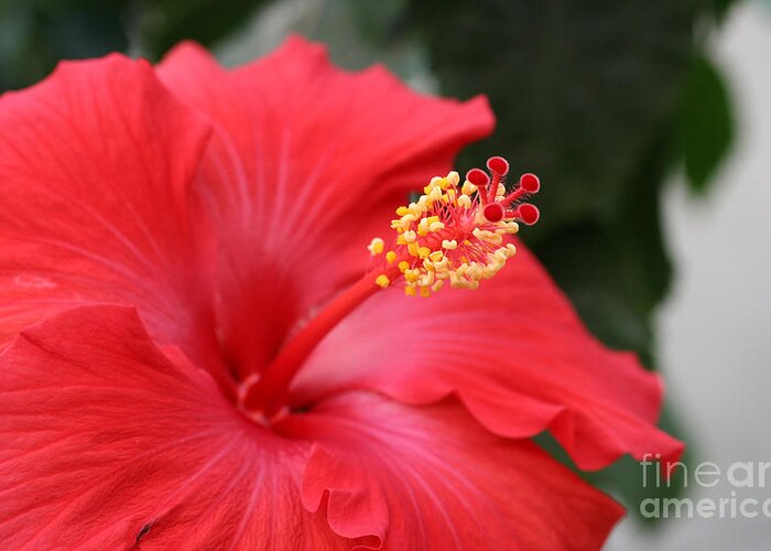 Red Flower Greeting Card featuring the photograph Hibiscus by Steve Augustin