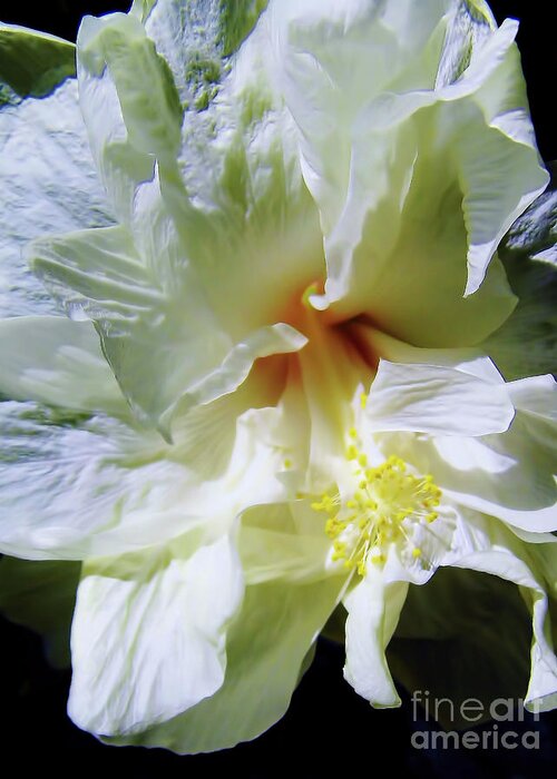Hibiscus Greeting Card featuring the photograph Hibiscus White Beauty by D Hackett