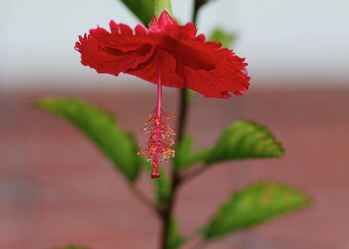 Flower Greeting Card featuring the photograph Hibiskus by Martin Michael Pflaum