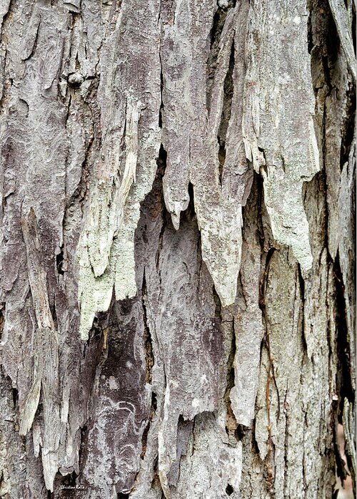 Tree Bark Greeting Card featuring the photograph Hickory Tree Bark Abstract by Christina Rollo