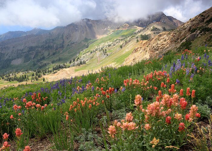 Utah Greeting Card featuring the photograph Hidden Peak and Mineral Basin Wildflowers by Brett Pelletier