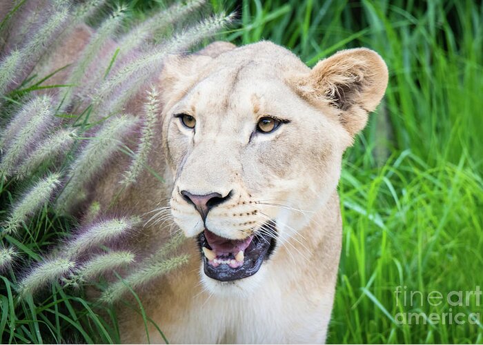 Female Lion Greeting Card featuring the photograph Hiding in Grass by Ed Taylor