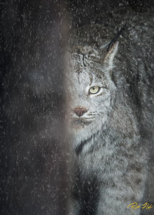 Animals Greeting Card featuring the photograph Hiding Lynx by Rikk Flohr
