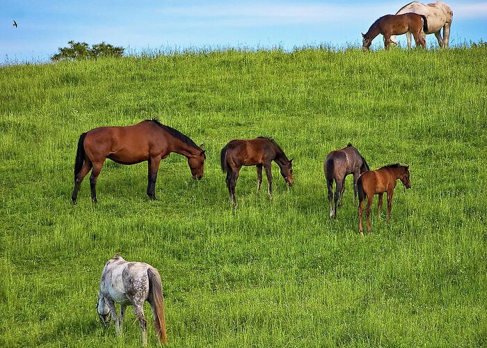 Landscape Greeting Card featuring the photograph Hierarchy of Horse Needs by Steve Harrington