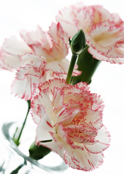 High Greeting Card featuring the photograph High Key Pink and White Carnation Floral by Kathy Clark