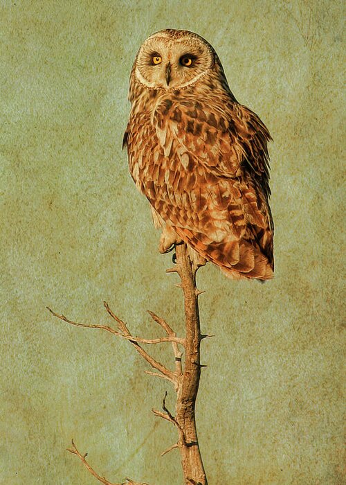 Owl Greeting Card featuring the photograph High Perch by Steve McKinzie