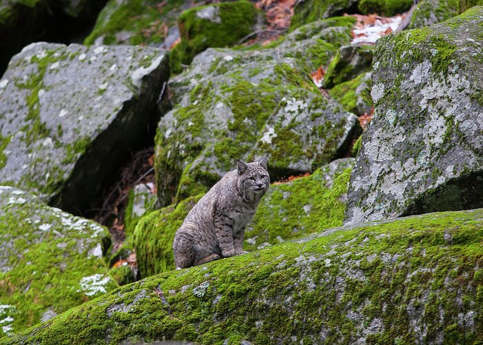 Wild Cat Greeting Card featuring the photograph High Sierra Bobcat by Mark Miller
