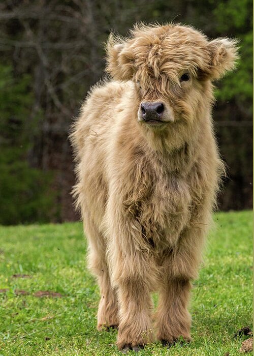 Calf Greeting Card featuring the photograph Highland Calf by Holly Ross