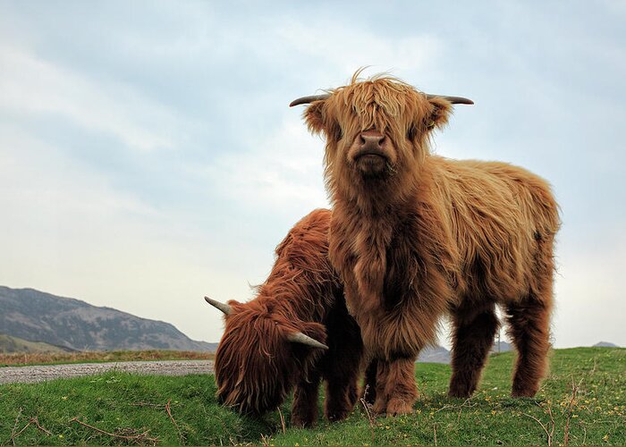 Highland Cows Greeting Card featuring the photograph Highland Cow Calves by Grant Glendinning