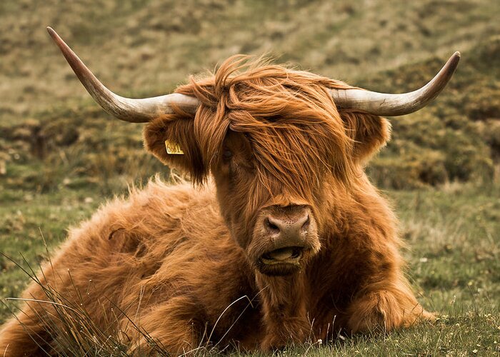 Highland Cow Greeting Card featuring the photograph Highland Cow Color by Justin Albrecht