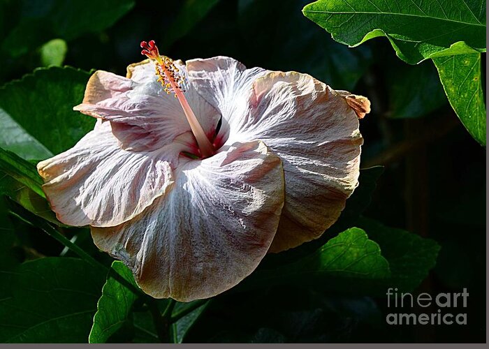 Flowers Greeting Card featuring the photograph Highlighted Hibiscus by Cindy Manero