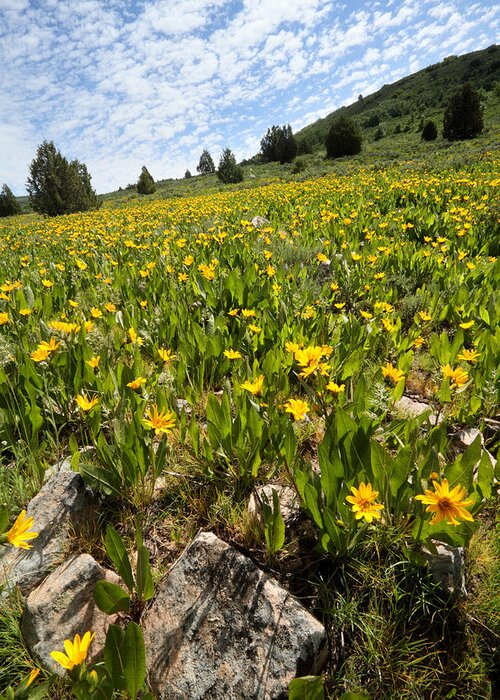 Flower Greeting Card featuring the photograph Hills of Yellow Flowers by Brett Pelletier