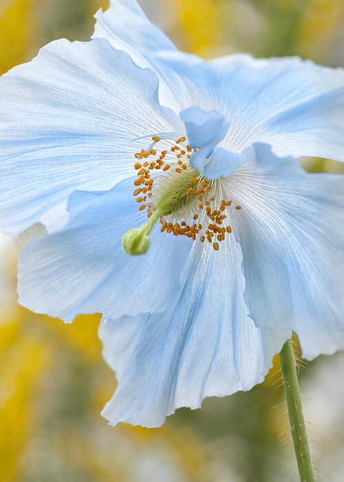 Nobody Greeting Card featuring the photograph Himalayan Poppy by Denise Bush