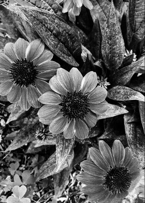 Echinacea Greeting Card featuring the photograph Hold On A little Longer by Rachel Hannah