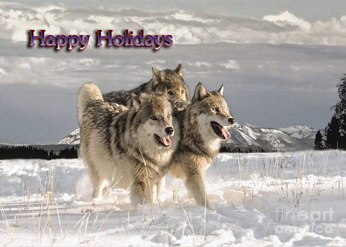 Wolf Greeting Card featuring the photograph Holiday Pack by Wildlife Fine Art