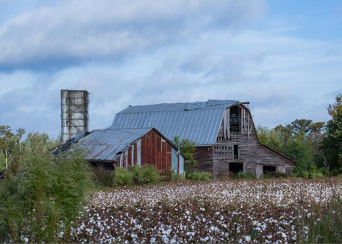 Cotton Greeting Card featuring the photograph Holland Barn in Cotton by Cyndi Goetcheus Sarfan