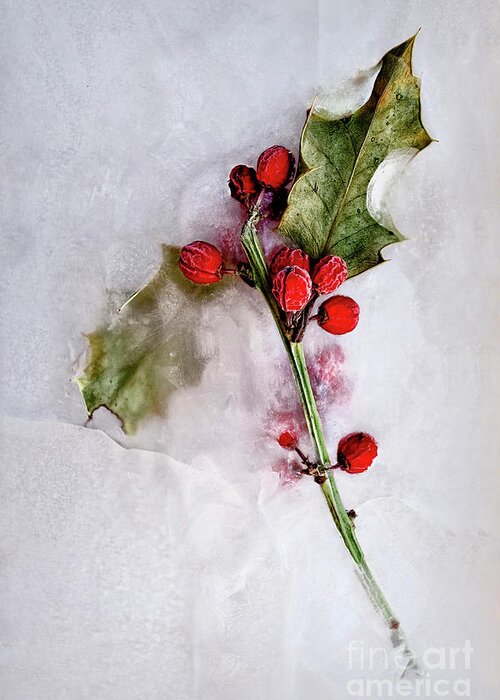 Holly Greeting Card featuring the photograph Holly 2 by Margie Hurwich