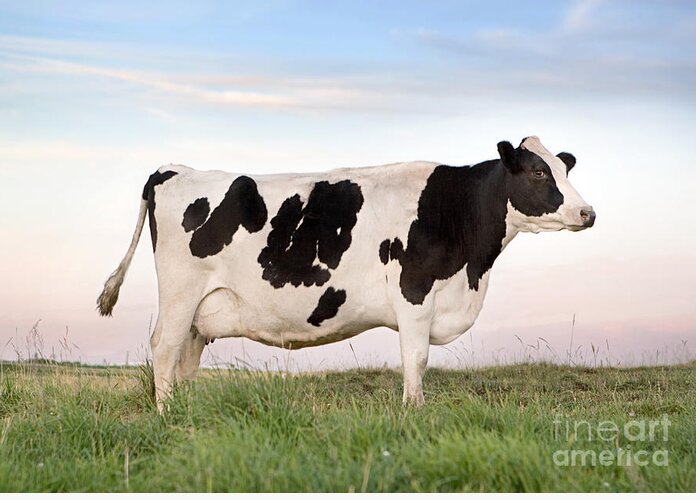 Cattle Greeting Card featuring the photograph Holstein Dairy Cow by Cindy Singleton