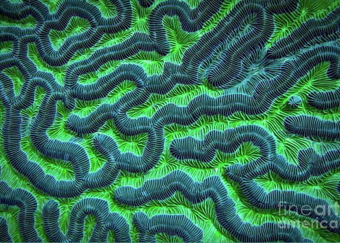 Green Brain Coral Greeting Card featuring the photograph Honduran Brain Coral by Doug Sturgess