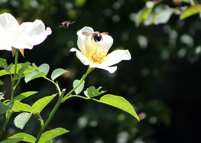 Honey Bee Greeting Card featuring the photograph Honey Bees in Flight over White Rose by Colleen Cornelius