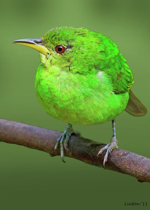 Green Honeycreeper Greeting Card featuring the photograph Honeycreeper by Larry Linton