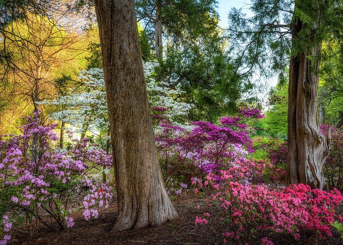 Azaleas Greeting Card featuring the photograph Honor Heights Azeleas by James Barber