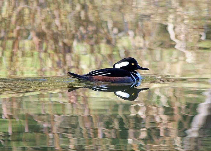 Duck Greeting Card featuring the photograph Hooded Merganser by Elizabeth Budd