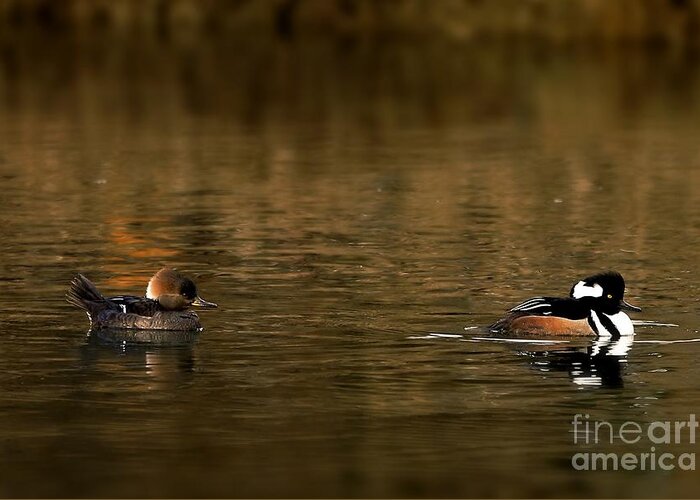 Wildlife Greeting Card featuring the photograph Hooded Mergansers by Sheila Ping