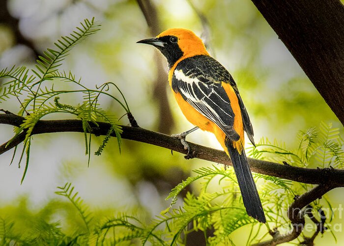 Hooded Oriole Greeting Card featuring the photograph Hooded Oriole by Lisa Manifold